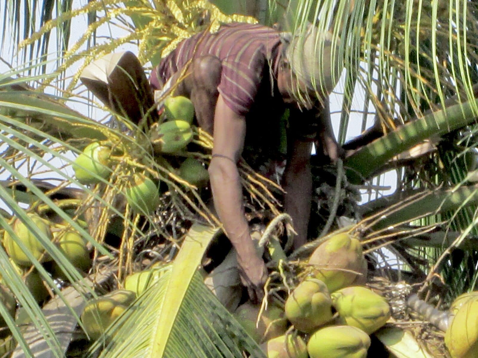 Freshly harvested green coconuts before husking