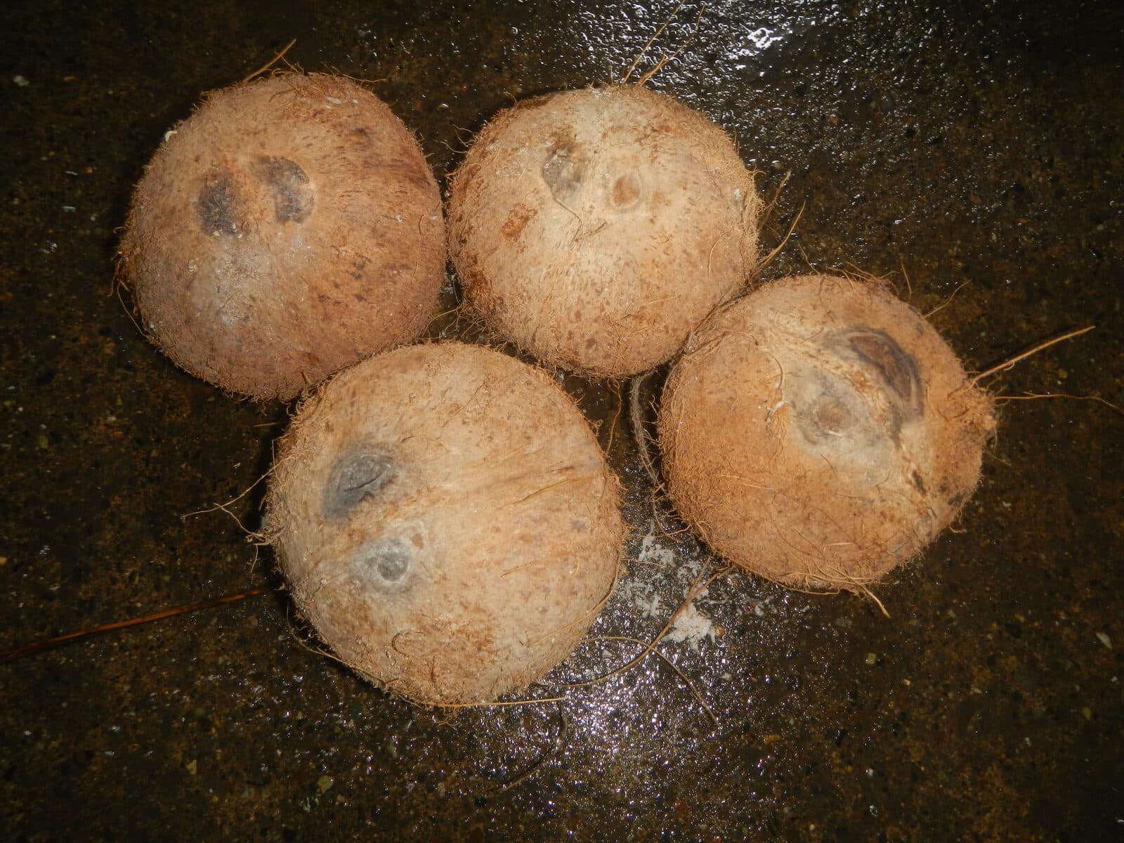 Mature brown coconuts with thick, high-yield kernel