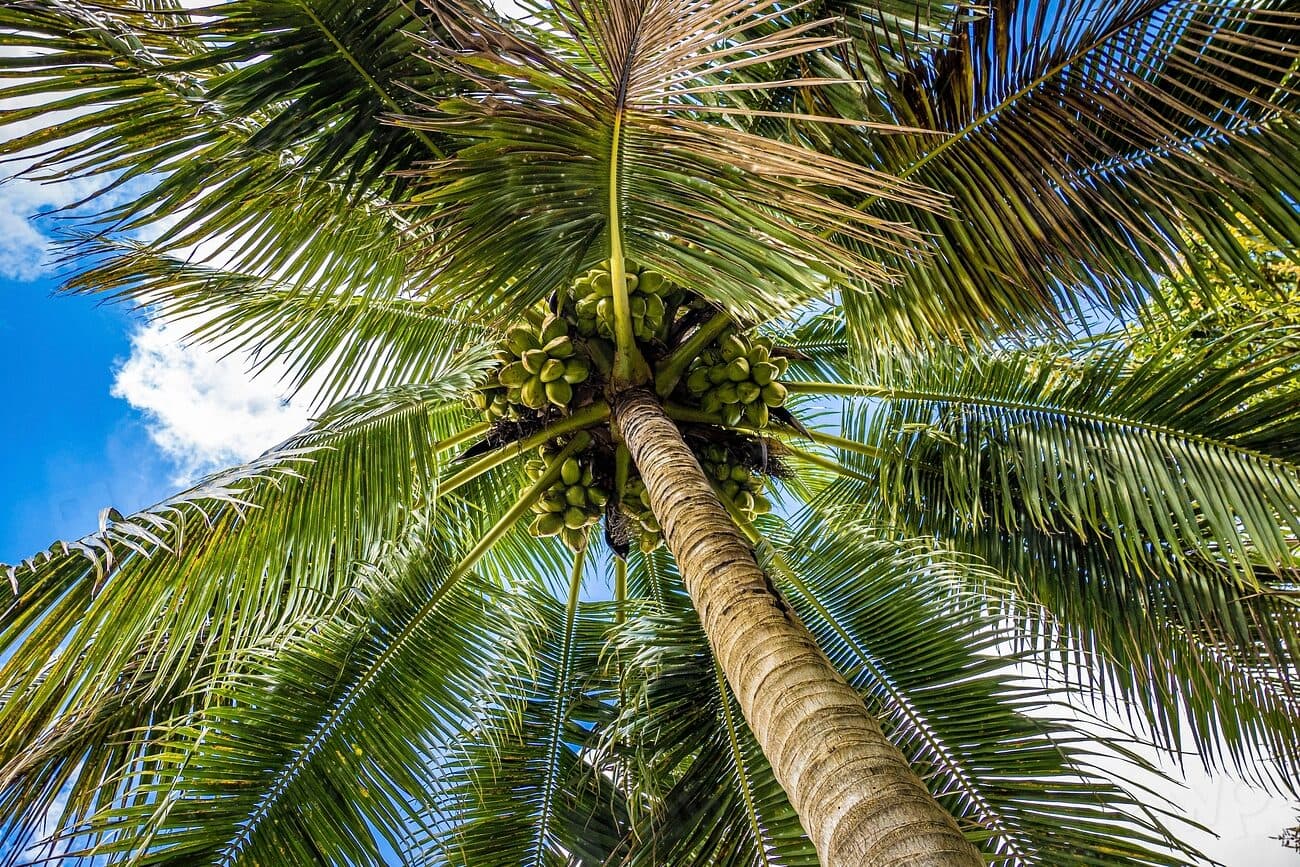 Coconut palm canopy viewed from below at an origin plantation
