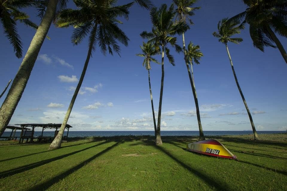 Coconut palm grove silhouetted at dusk