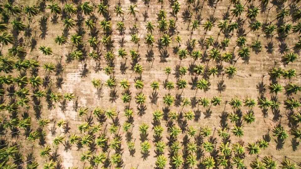 Aerial view of coconut palms planted in neat rows